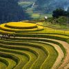 mu-cang-chai-vietnam