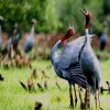 Sarus-cranes-in-Tram-Chim-National-Park